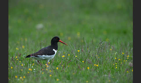 Austernfischer (Haematopus ostralegus)