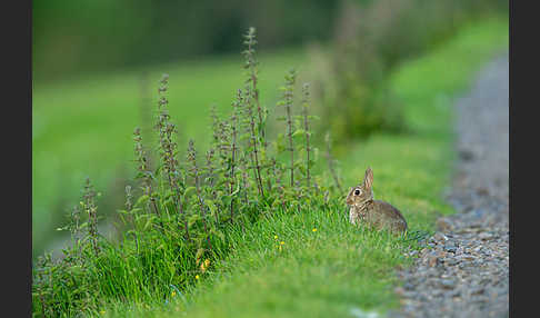 Wildkaninchen (Oryctolagus cuniculus)