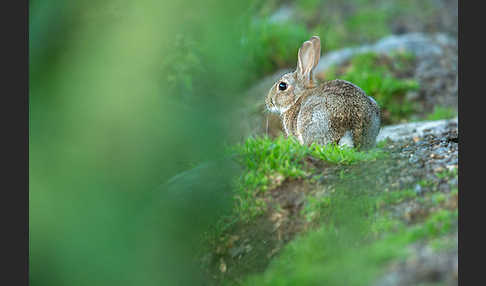 Wildkaninchen (Oryctolagus cuniculus)