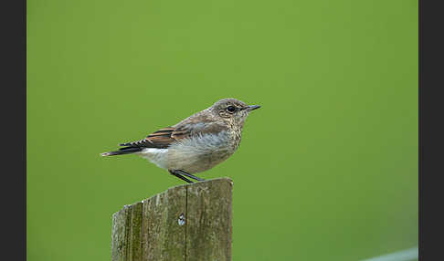 Steinschmätzer (Oenanthe oenanthe)