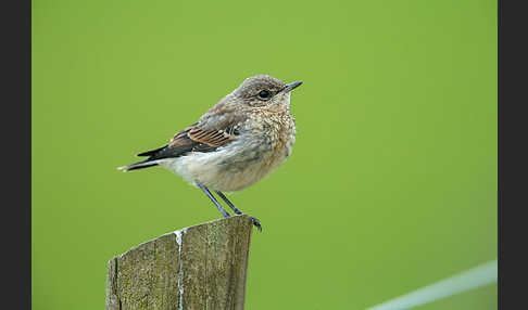 Steinschmätzer (Oenanthe oenanthe)