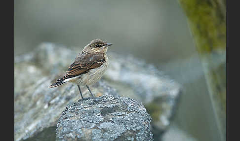 Steinschmätzer (Oenanthe oenanthe)