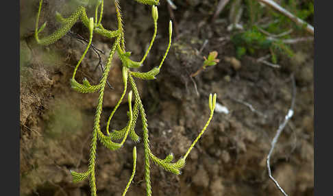 Keulen-Bärlapp (Lycopodium clavatum)