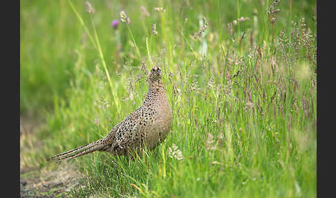 Fasan (Phasianus colchicus)