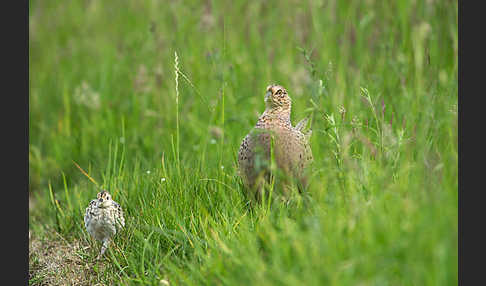 Fasan (Phasianus colchicus)