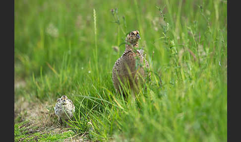 Fasan (Phasianus colchicus)