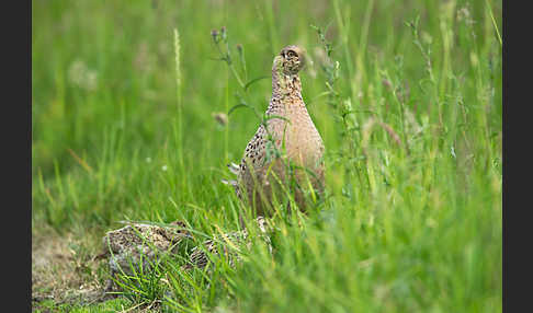 Fasan (Phasianus colchicus)