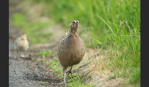 Fasan (Phasianus colchicus)