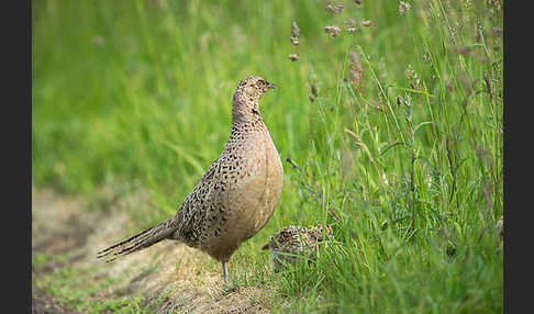 Fasan (Phasianus colchicus)