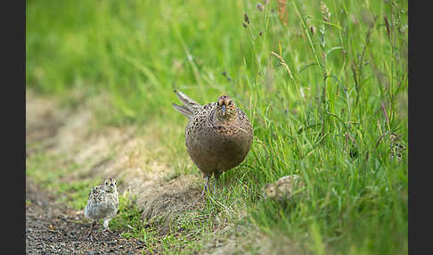 Fasan (Phasianus colchicus)