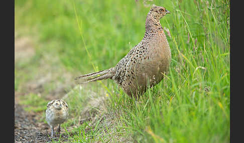 Fasan (Phasianus colchicus)