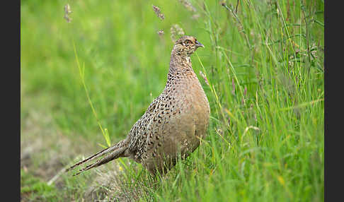 Fasan (Phasianus colchicus)