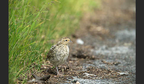 Fasan (Phasianus colchicus)