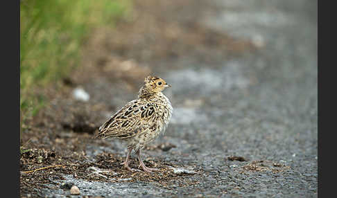 Fasan (Phasianus colchicus)