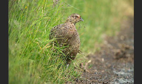 Fasan (Phasianus colchicus)