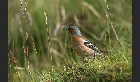 Buchfink (Fringilla coelebs)