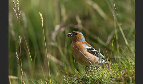 Buchfink (Fringilla coelebs)