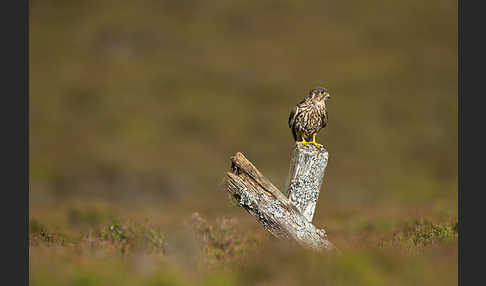 Merlin (Falco columbarius)