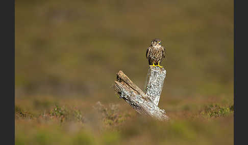 Merlin (Falco columbarius)