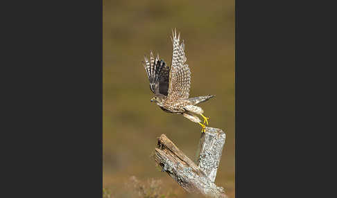 Merlin (Falco columbarius)