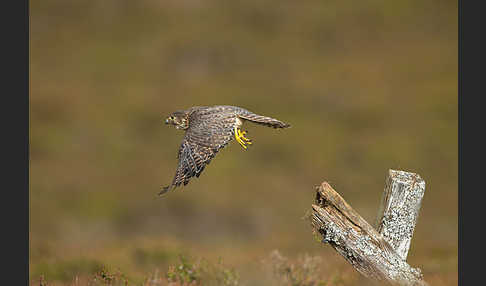 Merlin (Falco columbarius)