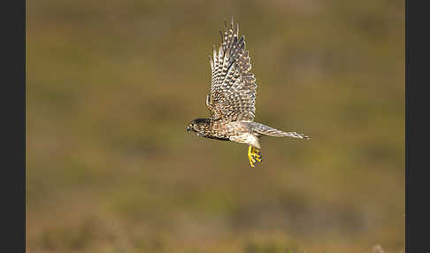 Merlin (Falco columbarius)