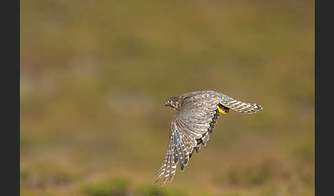 Merlin (Falco columbarius)