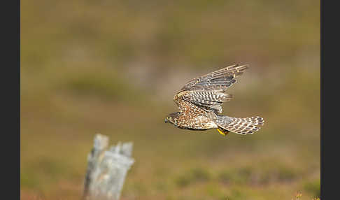 Merlin (Falco columbarius)