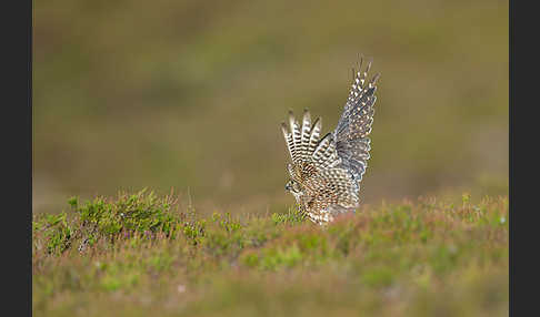 Merlin (Falco columbarius)