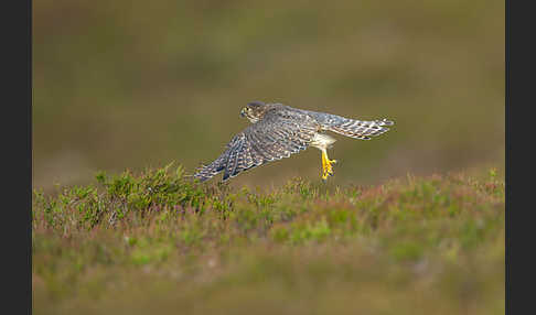 Merlin (Falco columbarius)