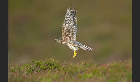 Merlin (Falco columbarius)