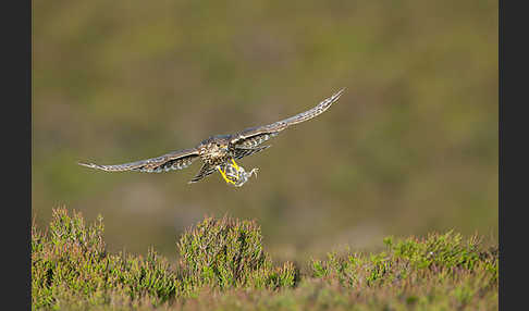 Merlin (Falco columbarius)