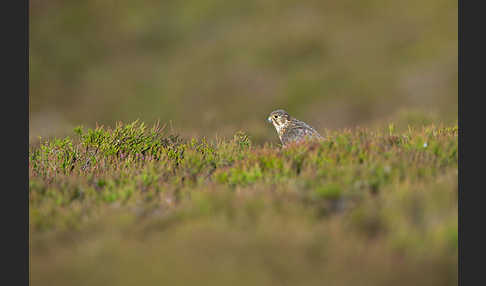 Merlin (Falco columbarius)