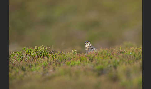 Merlin (Falco columbarius)