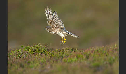 Merlin (Falco columbarius)