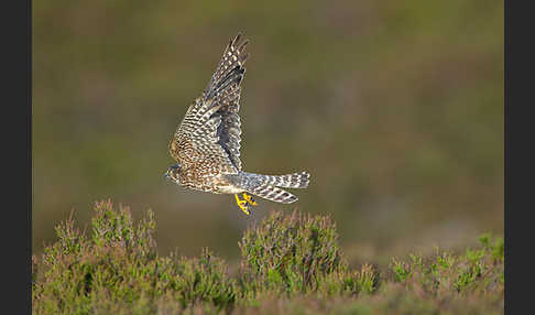 Merlin (Falco columbarius)