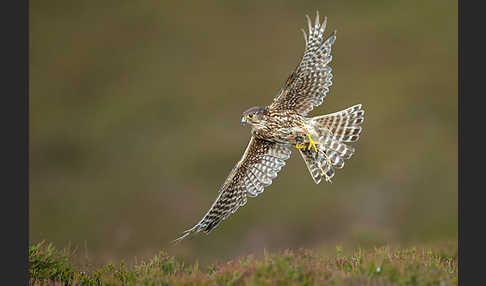 Merlin (Falco columbarius)