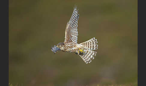 Merlin (Falco columbarius)