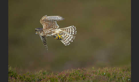 Merlin (Falco columbarius)