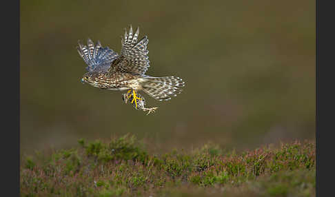 Merlin (Falco columbarius)