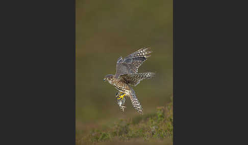 Merlin (Falco columbarius)