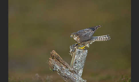 Merlin (Falco columbarius)