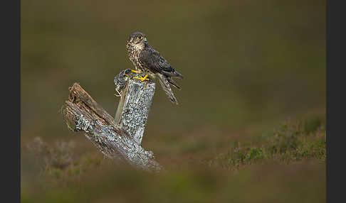 Merlin (Falco columbarius)