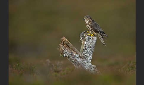 Merlin (Falco columbarius)