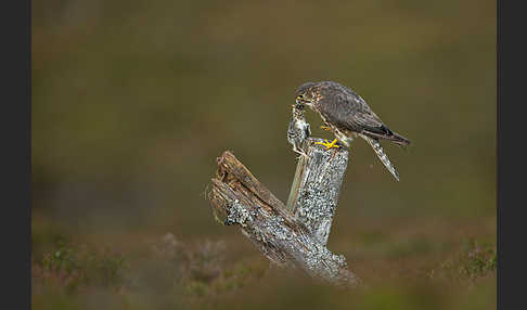 Merlin (Falco columbarius)