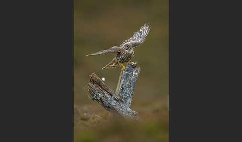 Merlin (Falco columbarius)