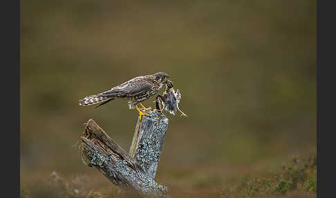Merlin (Falco columbarius)
