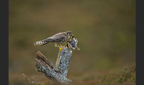 Merlin (Falco columbarius)