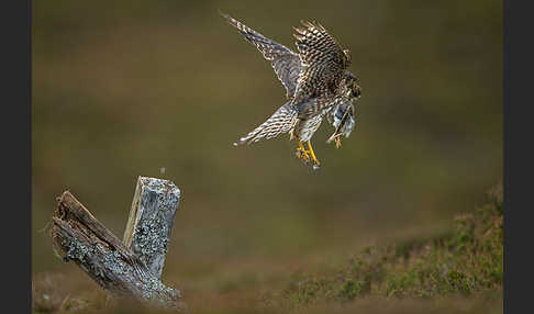 Merlin (Falco columbarius)