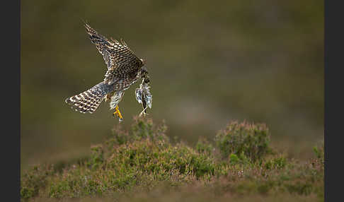 Merlin (Falco columbarius)